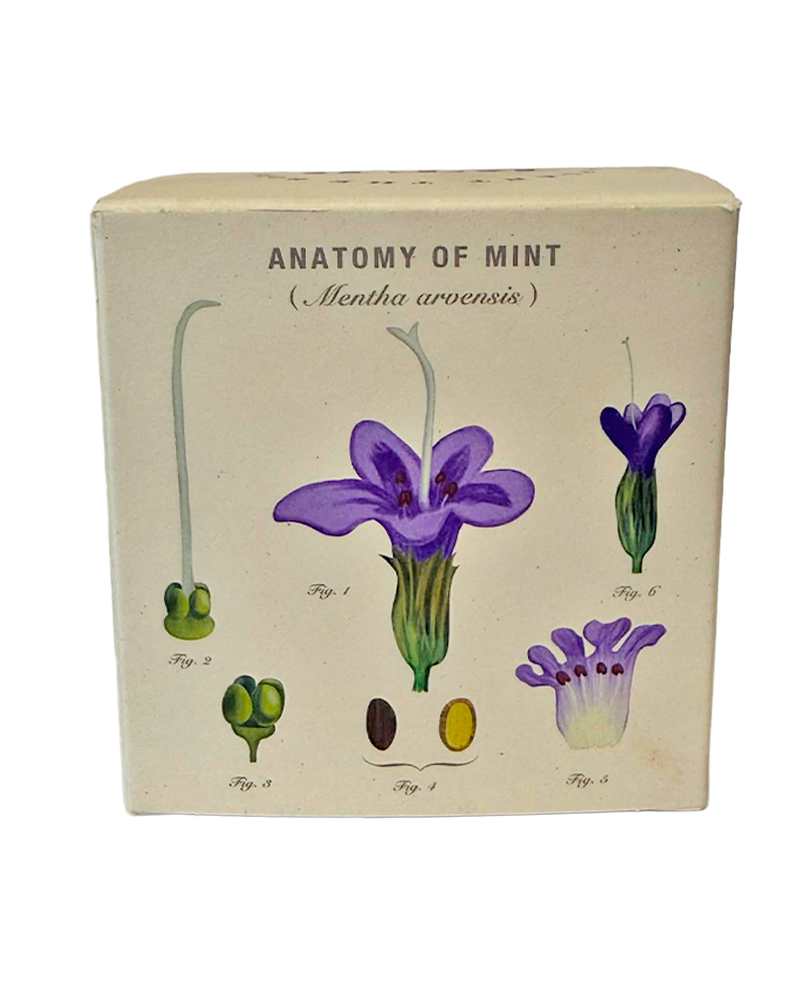 Candle Crushed Mint Plant the Box