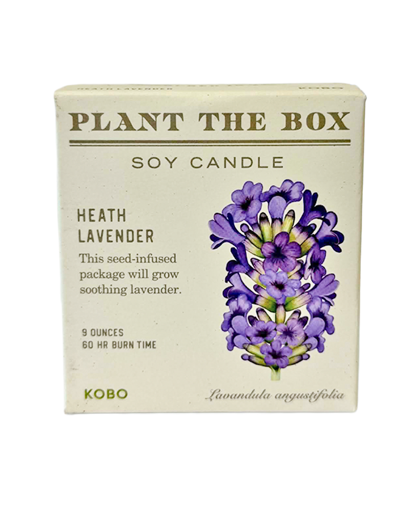 Candle Heath Lavender Plant the Box