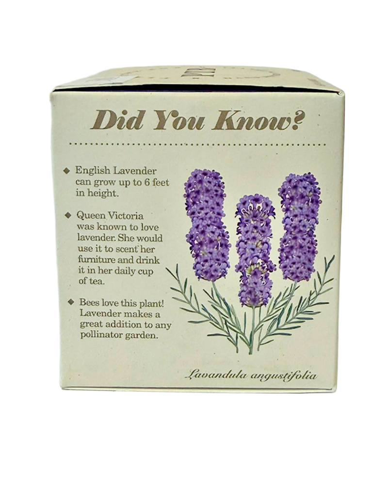 Candle Heath Lavender Plant the Box