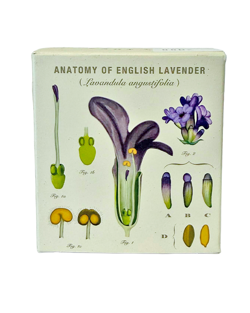 Candle Heath Lavender Plant the Box