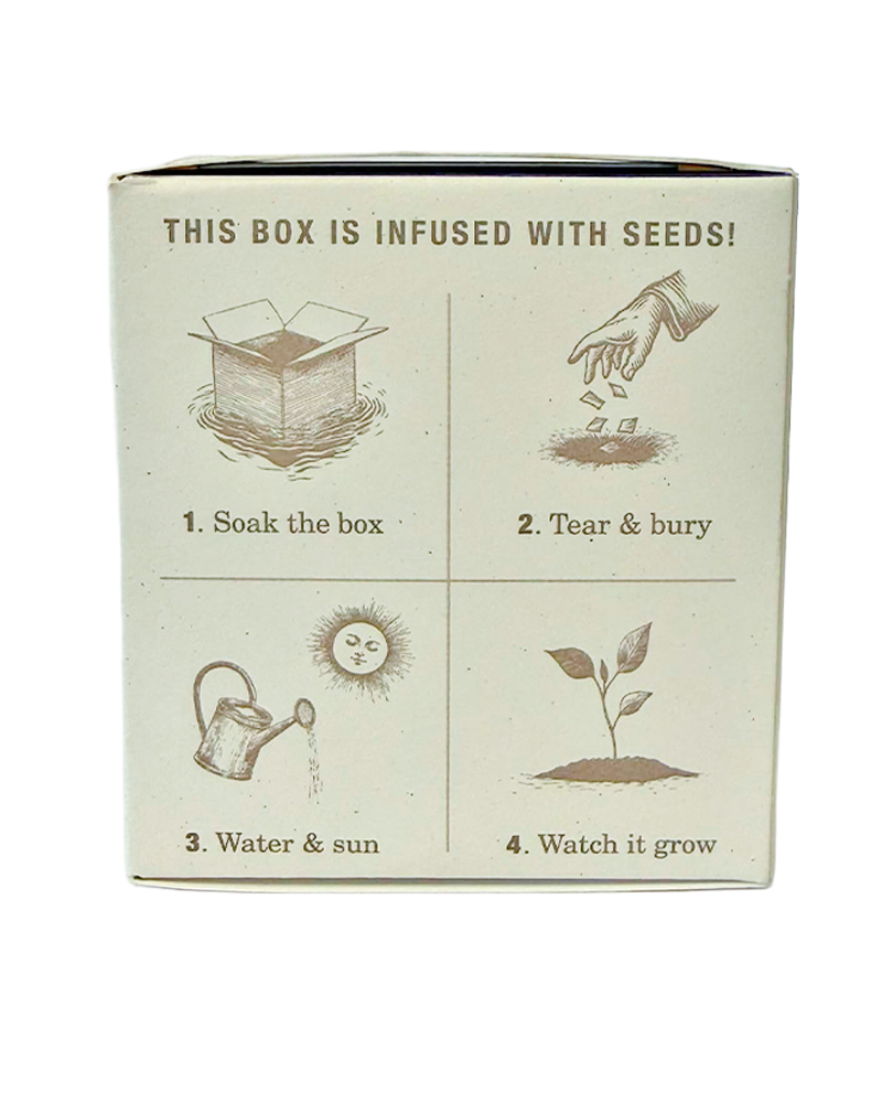 Candle Heath Lavender Plant the Box