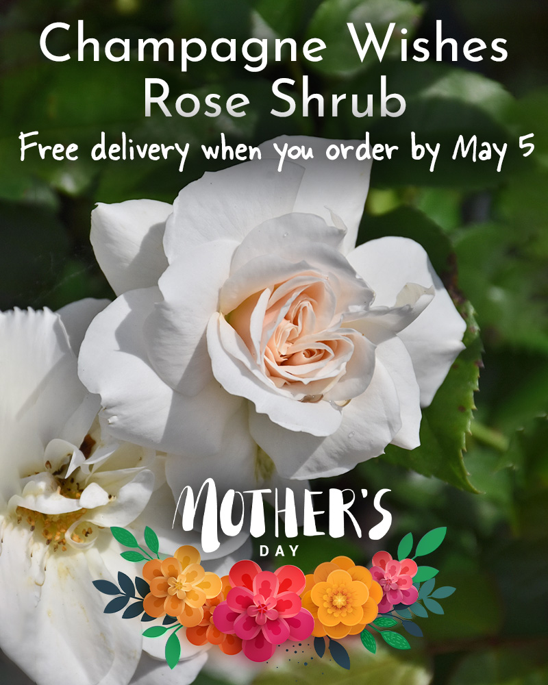 Gift Ready 'Champagne Wishes' Rose