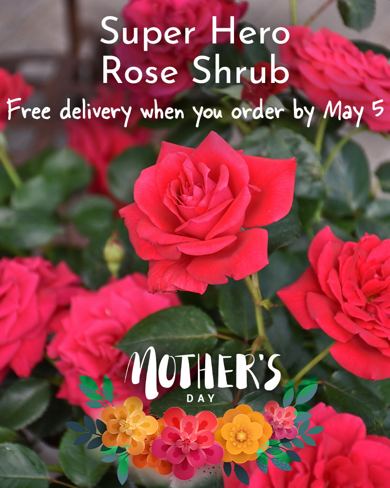 Gift Ready 'Super Hero' Rose