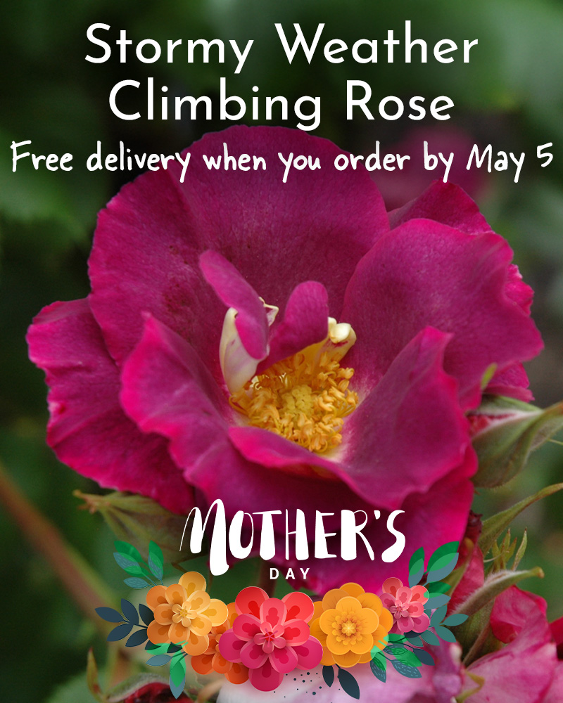 Gift Ready 'Stormy Weather' Rose
