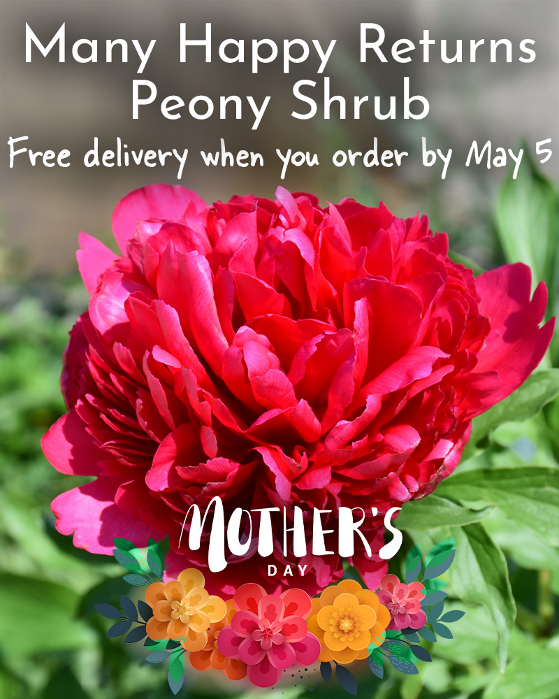 Gift Ready 'Many Happy Returns' Peony