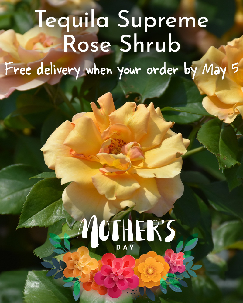 Gift Ready 'Tequila Supreme' Rose