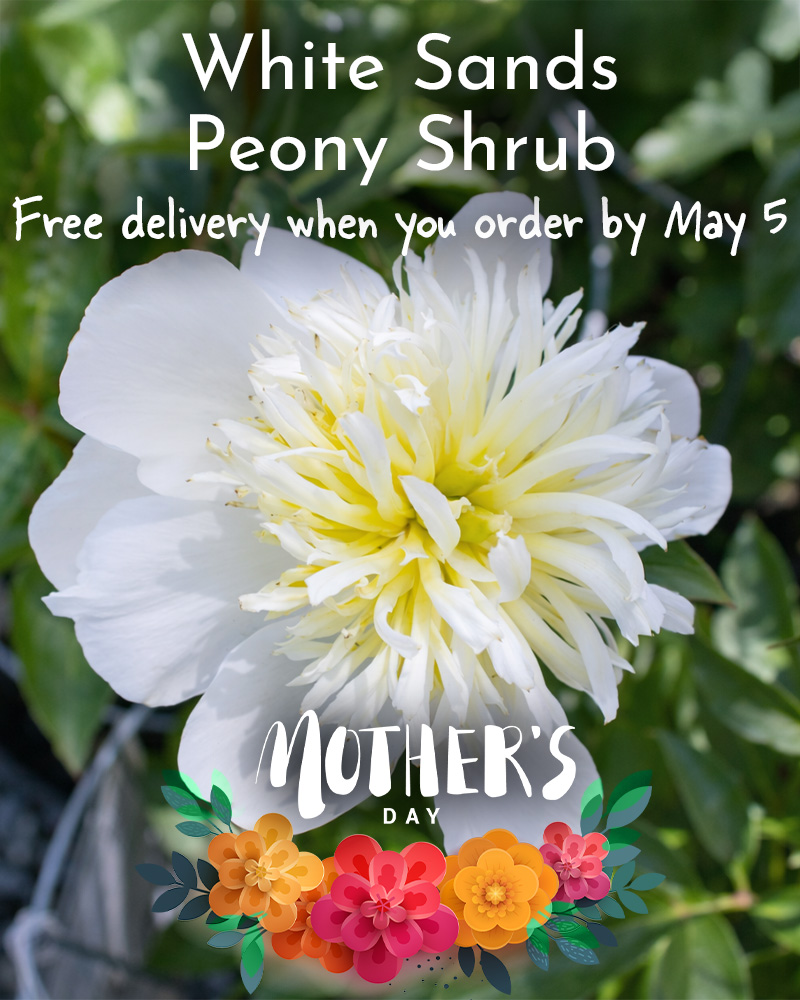 Gift Ready 'White Sands' Peony