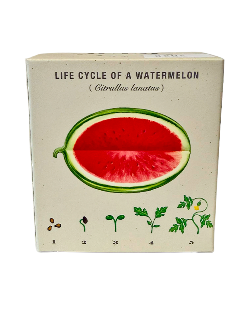 Candle Ripe Watermelon Plant the Box