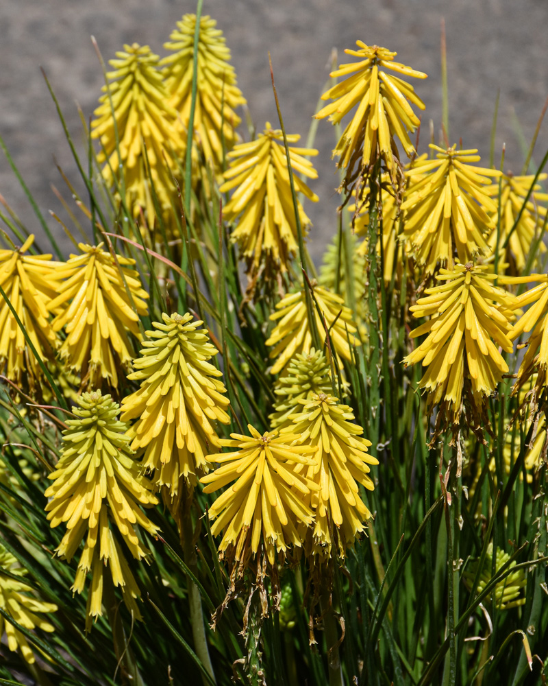 Poco� Yellow Torchlily #1<br><i>Kniphofia 'Poco Yellow'</br></i>