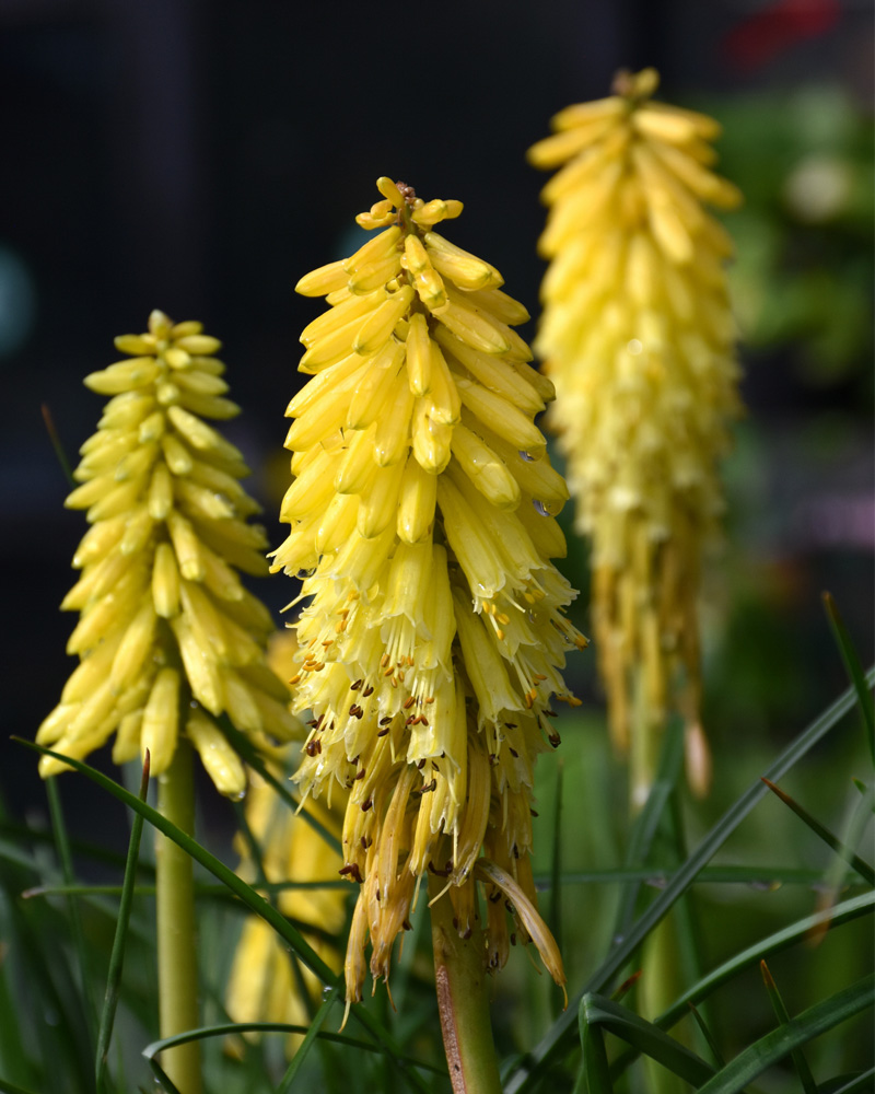 Poco� Yellow Torchlily #1<br><i>Kniphofia \'Poco Yellow\'</br></i>