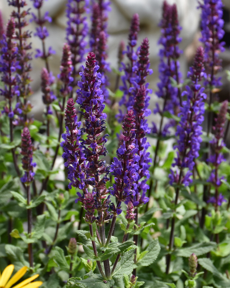 Caramia Meadow Sage #1<br><i>Salvia nemorosa 'Caramia'</br></i>