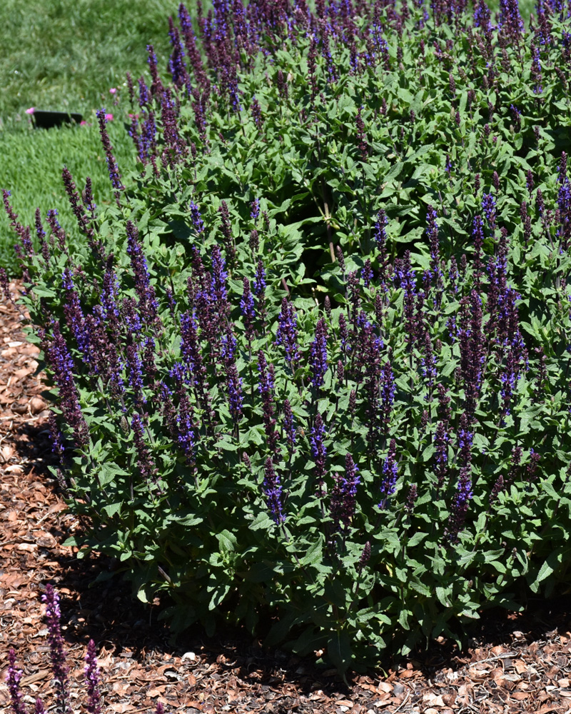Caramia Meadow Sage #1<br><i>Salvia nemorosa \'Caramia\'</br></i>