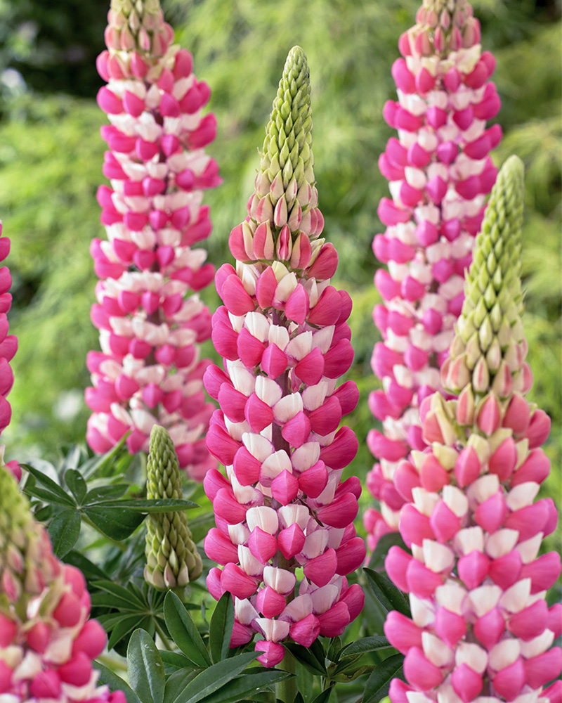 Westcountry� Rachel de Thame Lupine #1<br><i>Lupinus 'Rachel de Thame'</br></i>
