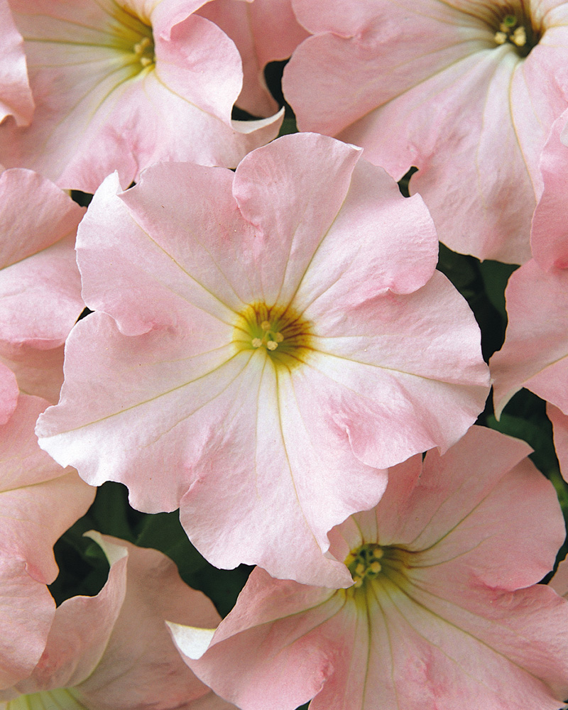 Petunia Appleblossom 4"