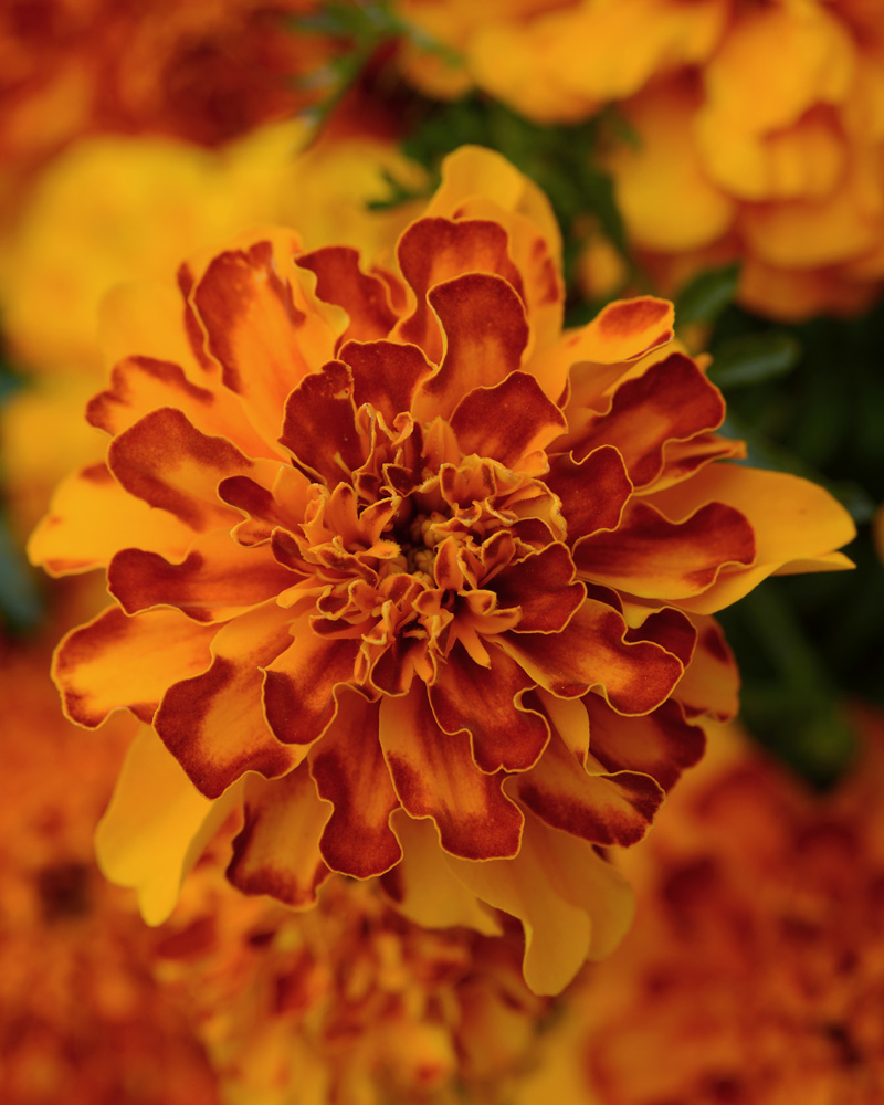 Marigold Bonanza Bolero 4"