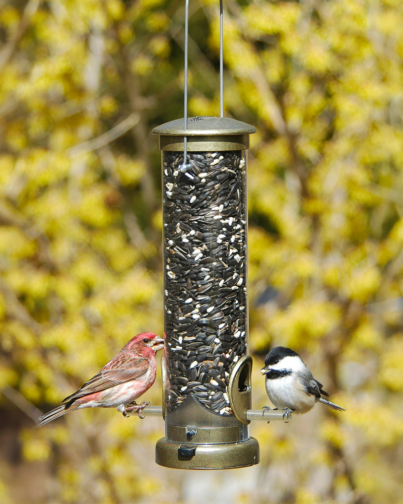 Seed Tube Feeder Quick-Clean Small Brass