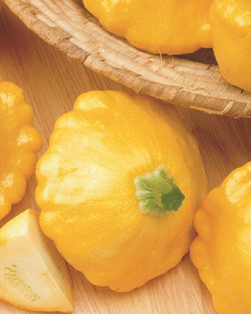 Squash Sunny Delight 4"