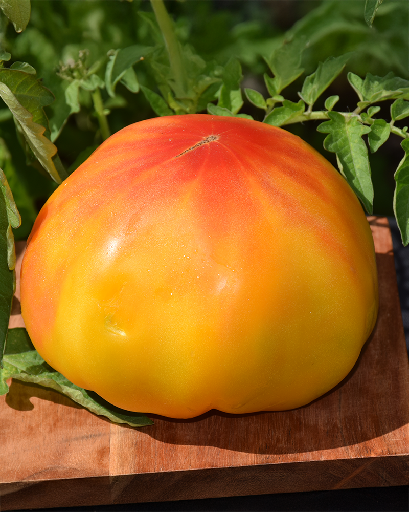 Tomato Pineapple #1