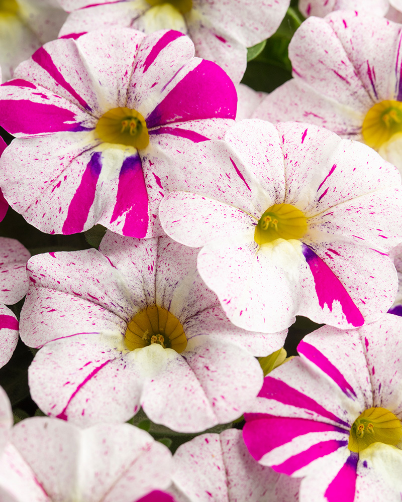 Calibrachoa Caliloco Graffiti 4"