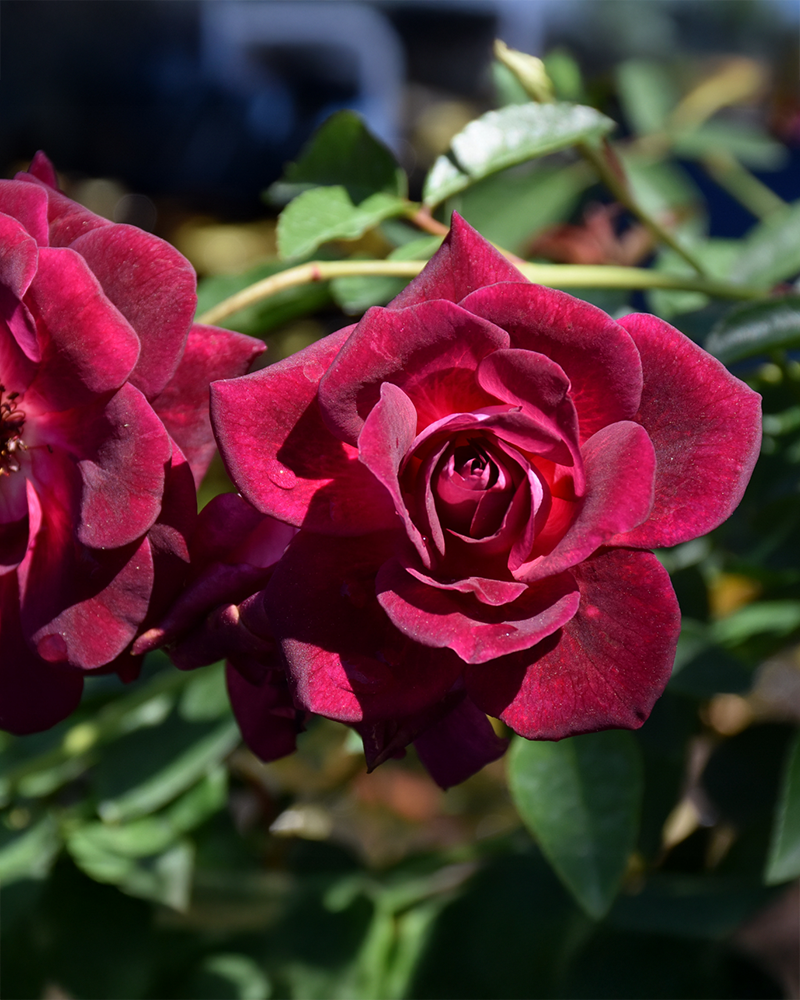Burgundy Iceberg Rose #3<br><i>Rosa 'Burgundy Iceberg'</br></i>