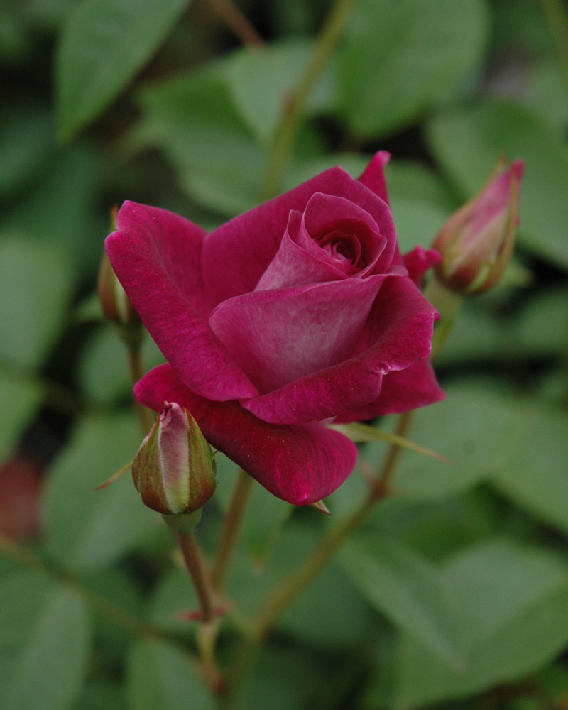 Burgundy Iceberg Rose #3<br><i>Rosa \'Burgundy Iceberg\'</br></i>