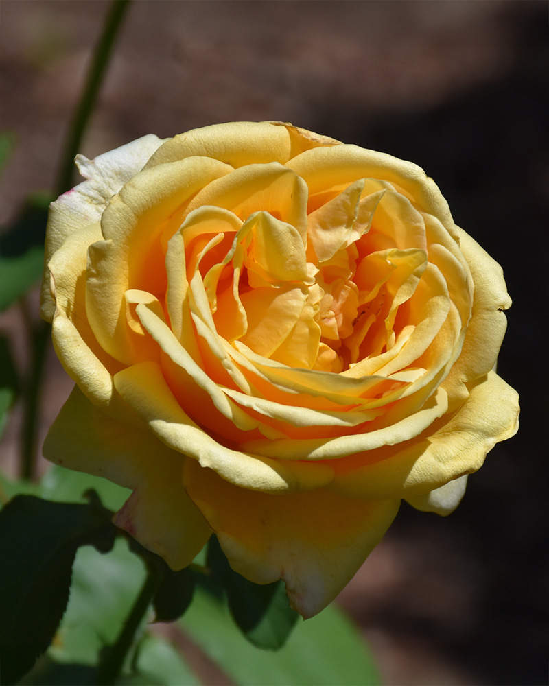 Gina Lollobrigida� Rose #3<br><i>Rosa 'Meilivar'</br></i>