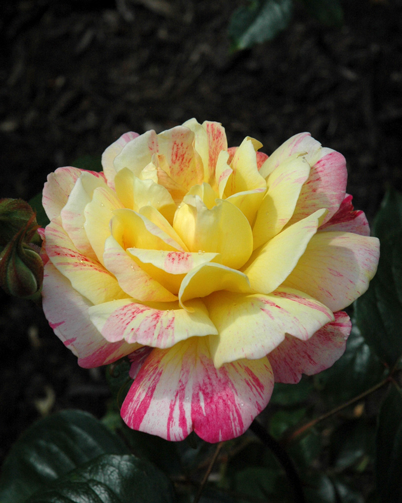 All American Magic Rose #3<br><i>Rosa 'Meiroylear'</br></i>