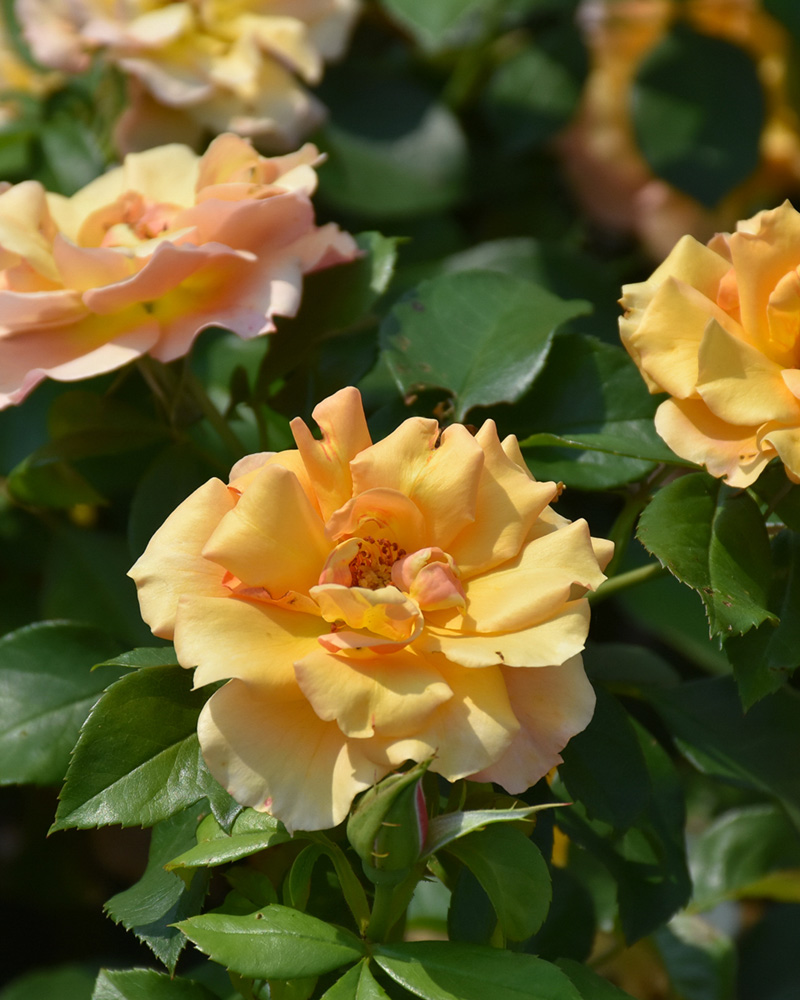 Tequila Supreme&reg; Rose #3<br><i>Rosa 'Meikokan'</br></i>