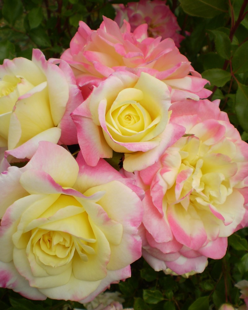 Music Box Rose #5<br><i>Rosa 'BAIbox'</br></i>