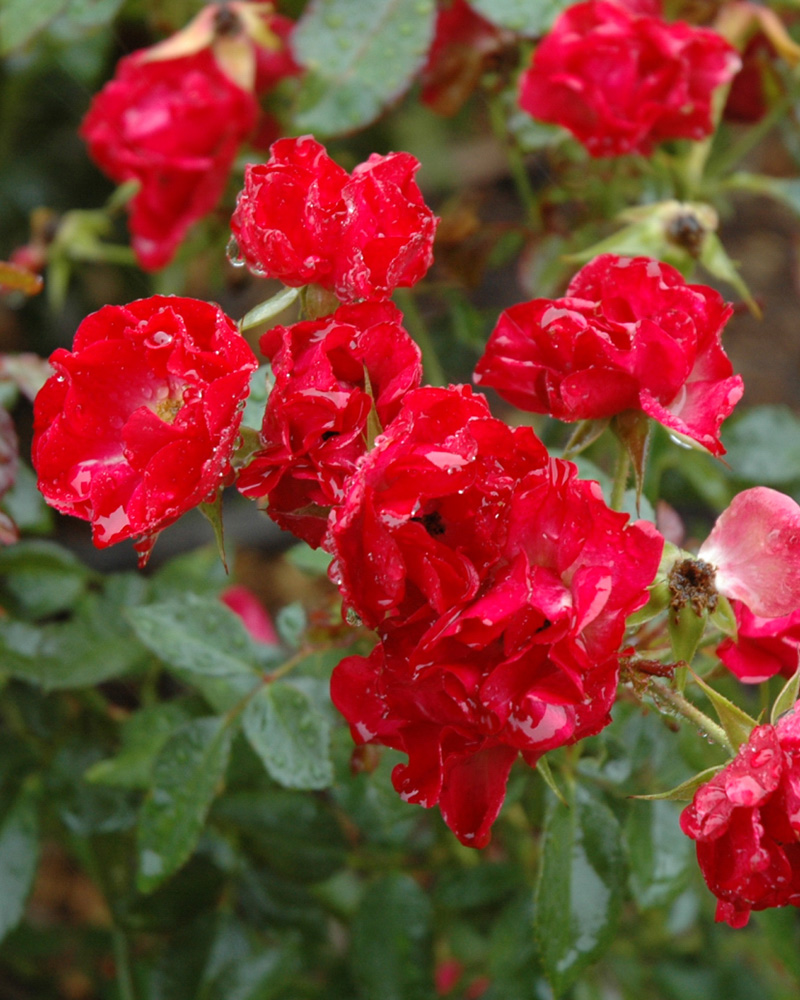Mystic Fairy&reg; Rose #2<br><i>Rosa 'BAIfairy'</br></i>