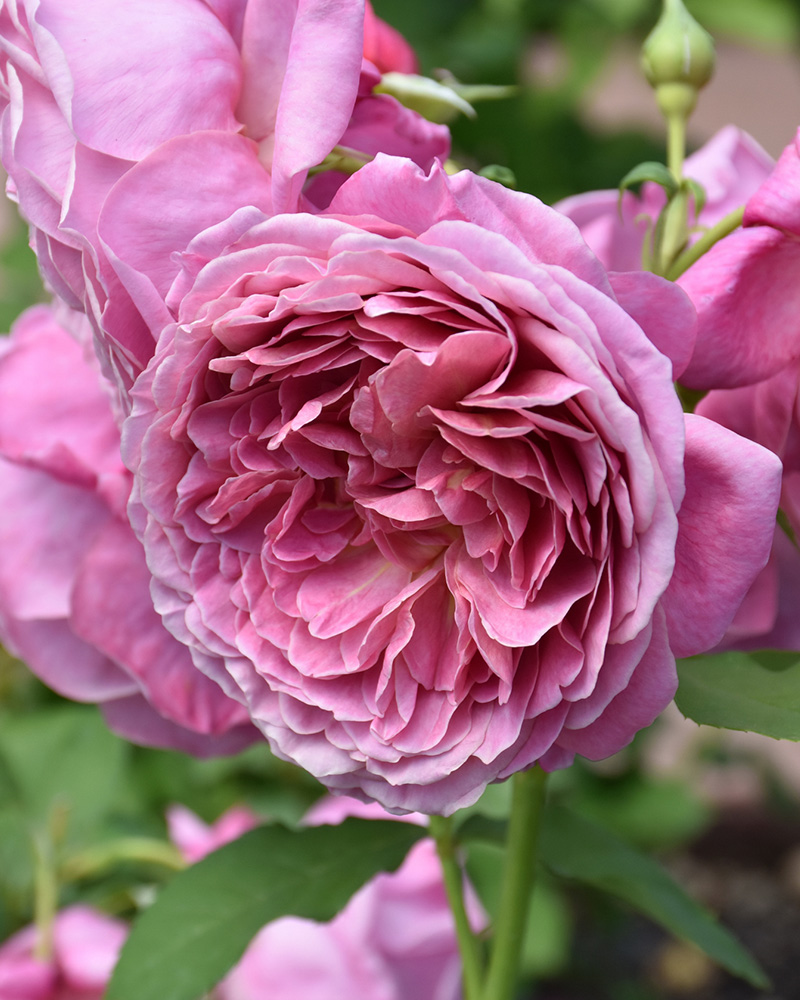 Queen Of Elegance� Rose #2<br><i>Rosa 'WEKjucstokol'</br></i>