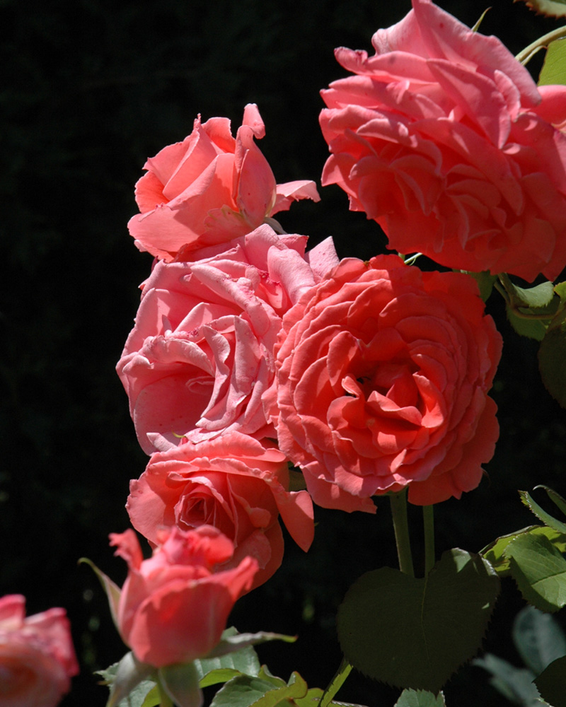 Climbing America Rose #5<br><i>Rosa 'Climbing America'</br></i>