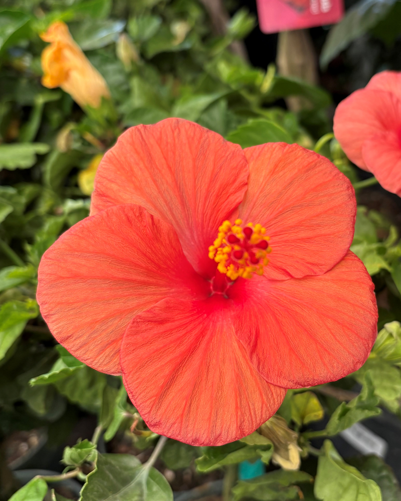 Hibiscus 4 Color Combo Braid 6"