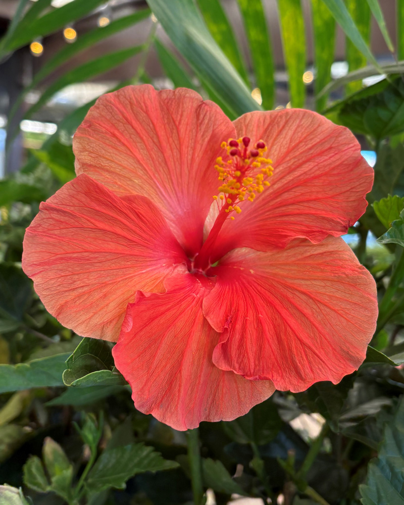 Hibiscus 3 Color Combo Braid 10\"