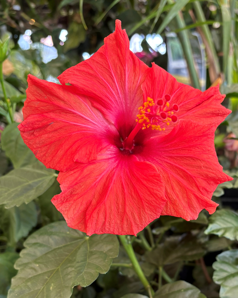 Hibiscus 8"