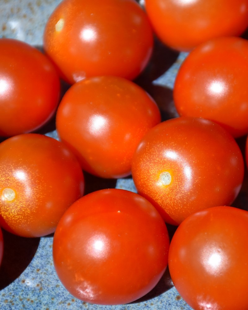 Tomato Sweet 100 4"