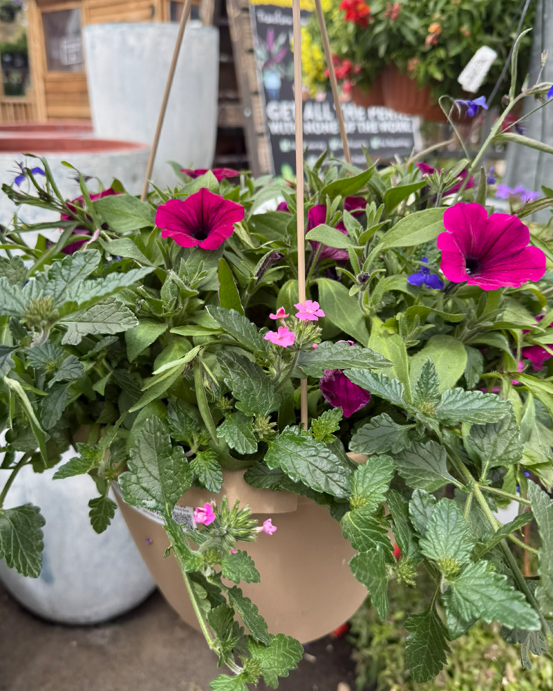 MixMasters Fashionista Hanging Basket 10"