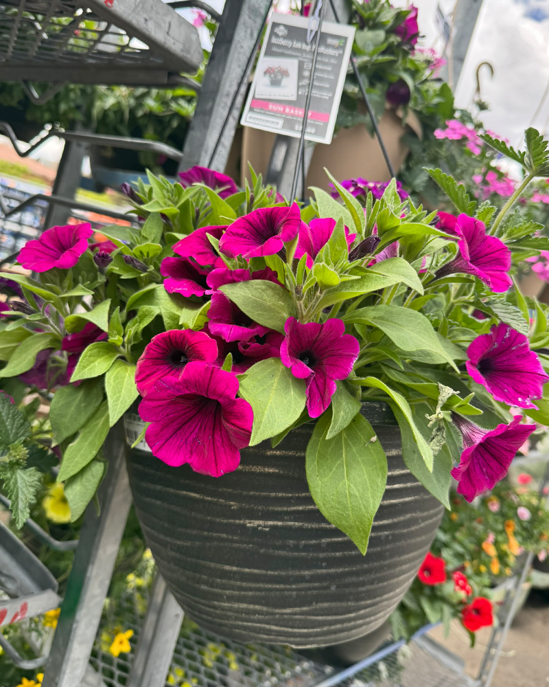MixMasters Jazzberry Jam Hanging Basket 12"