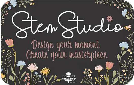 Stem Studio.