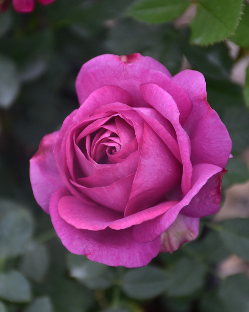 Perfume Factory� Rose #3<br><i>Rosa 'WEKnewibpusbi'</br></i>