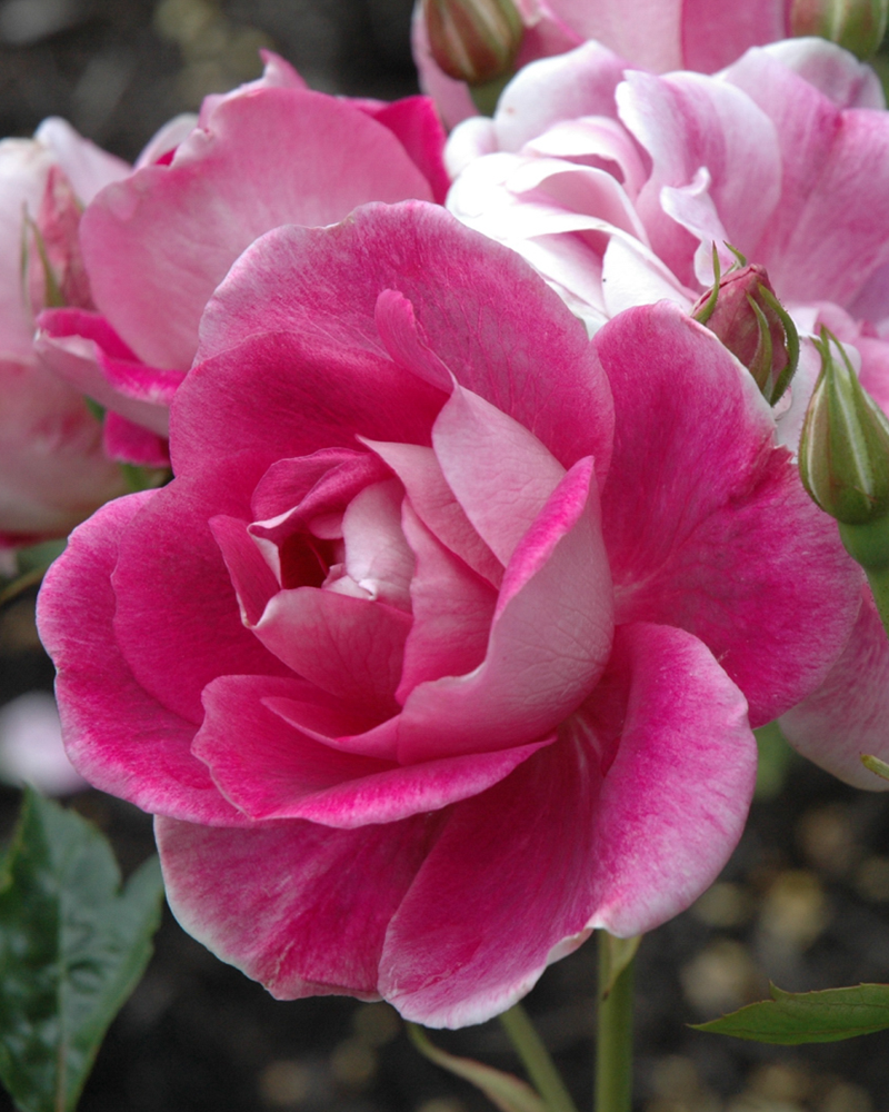 Brilliant Pink Iceberg Rose #3<br><i>Rosa 'Brilliant Pink Iceberg'</br></i>