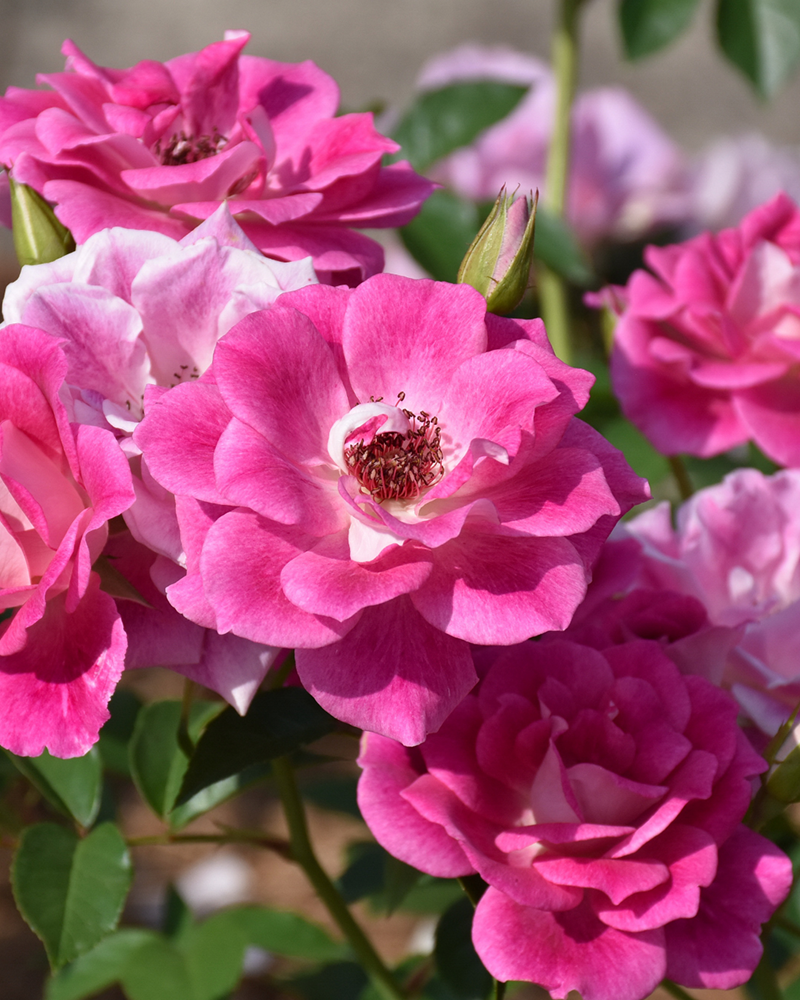 Brilliant Pink Iceberg Rose #3<br><i>Rosa \'Brilliant Pink Iceberg\'</br></i>