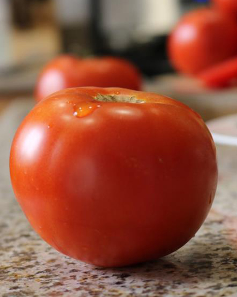 Tomato Celebrity Plus #1
