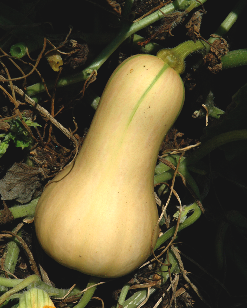 Squash Butterscotch 4"