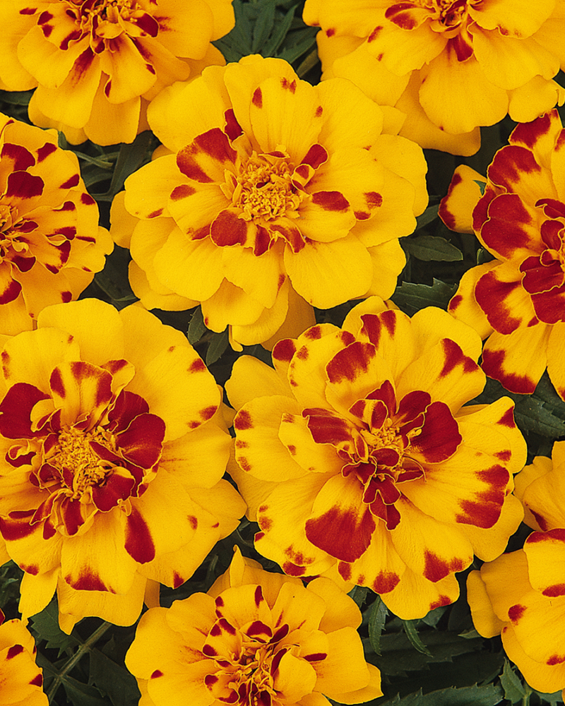 Marigold Durango Bolero 4"