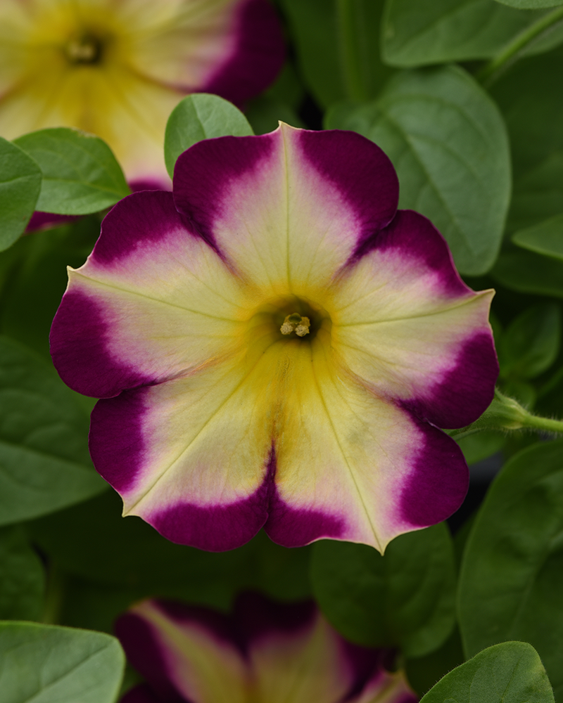 Petunia Banana Cherry 4"