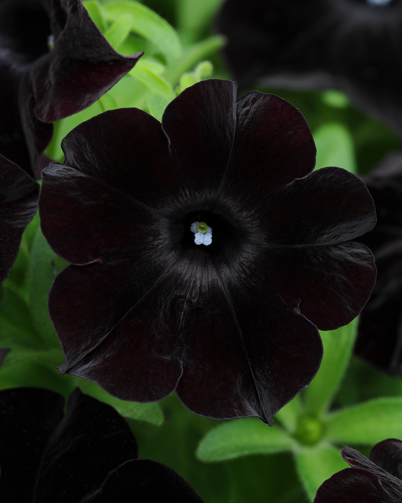 Petunia Black Magic 4"