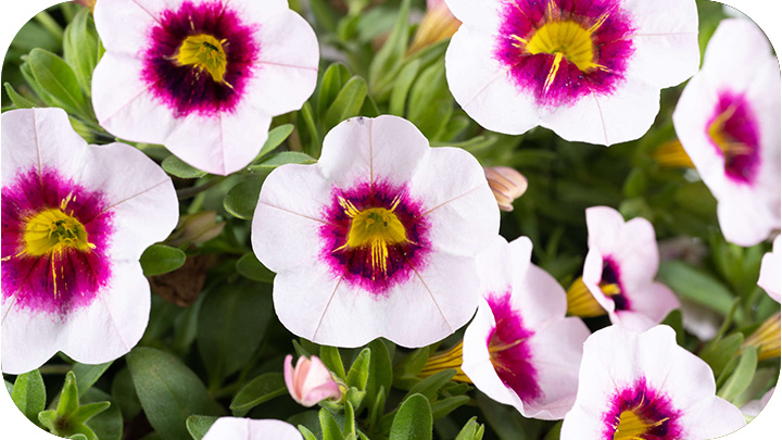 Annuals