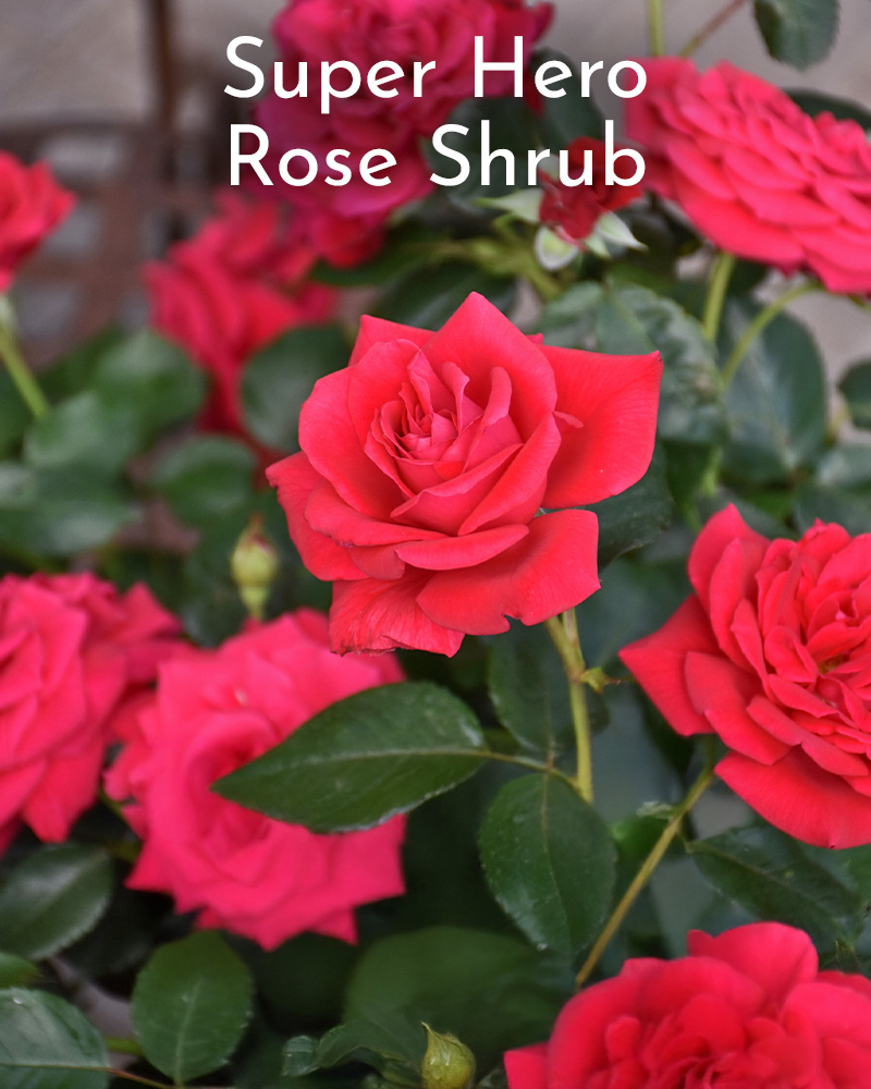 Gift Ready 'Super Hero' Rose