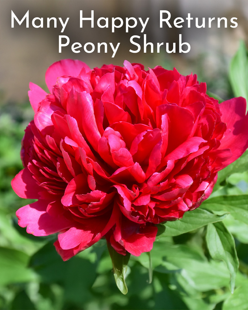 Gift Ready 'Many Happy Returns' Peony